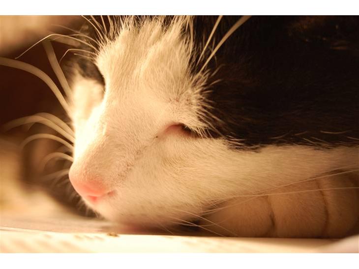 Huskat Sir. Montgomery - Velkommen til montys profil .o0O~Monty~O0o.  billede 1