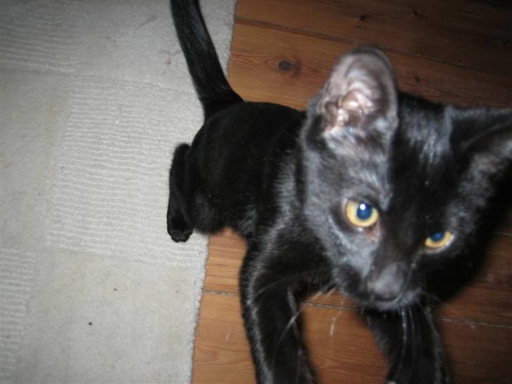 {{currentPhoto.altText}} billede {{currentPhoto.number}}