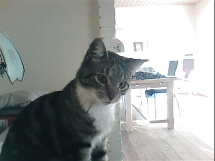 {{currentPhoto.altText}} billede {{currentPhoto.number}}