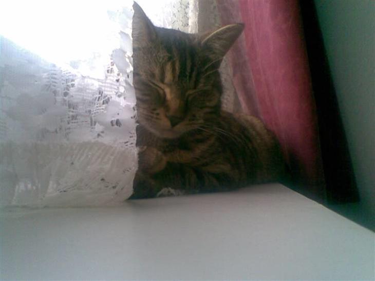 {{currentPhoto.altText}} billede {{currentPhoto.number}}