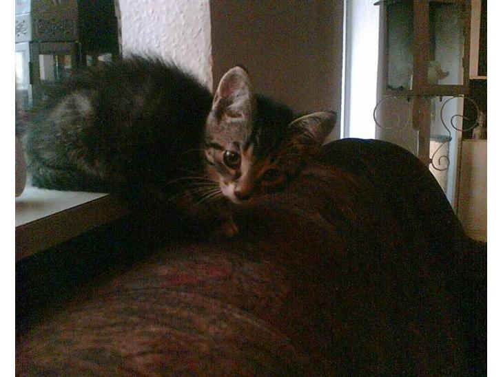 {{currentPhoto.altText}} billede {{currentPhoto.number}}