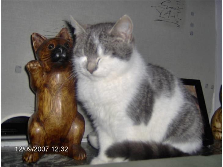 {{currentPhoto.altText}} billede {{currentPhoto.number}}