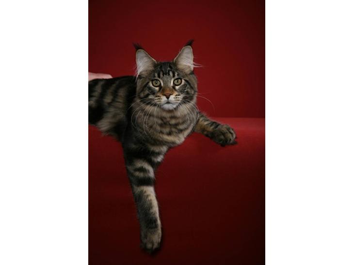 Maine Coon RW QGC MTNest Jackman billede 1