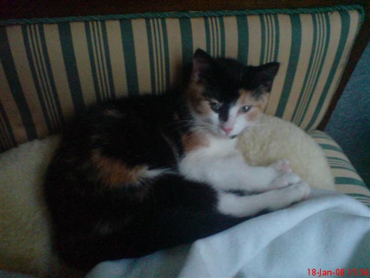 Huskat Prinsesse Blyp billede 1