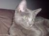 Russian Blue Zitta