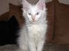 Maine Coon Biscat's Opal
