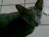 Orientaler Rocky