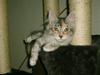Maine Coon Fleur DeLacour