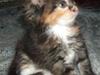 Maine Coon Claire