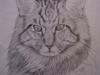 Maine Coon OLIVER. R.I.P