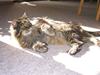 Maine Coon Mikkel - R.I.P 1995-08 [ Himmelkat]