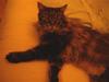 Maine Coon Kingsey
