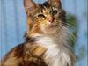 Maine Coon DK Abelone's Biki [Tidl. kat]
