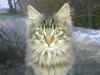 Maine Coon Nuller