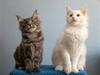 Maine Coon Guldfakse's Boppin' Out