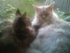 Maine Coon Coco