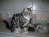 Huskat Piv