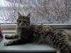 Maine Coon Charmain -(Viveka)