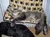Maine Coon Dusty -(Adam)