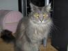 Maine Coon Main-niqua (RIP)