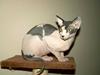 Sphynx Sky