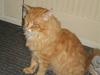 Maine Coon Lexus