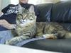 Maine Coon Nala