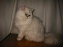 Perser Ophelia (Felia)