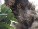 Perser Amalie  *1993- 2009*
