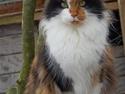 Maine Coon Krammedyret Julie