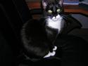 Huskat Sif *R.I.P 20.07.12*
