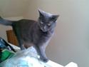 Huskat Tumle (min mors kat)