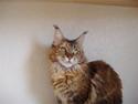 Maine Coon Coon Danica's Calamity Ja