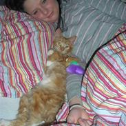 Maine Coon Oscar (Lion Coon's Fanta)