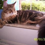 Maine Coon OLIVER. R.I.P