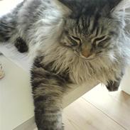 Maine Coon Charlie