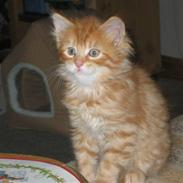 Maine Coon Lexus