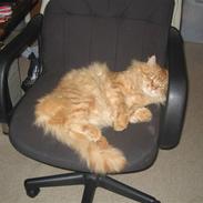 Maine Coon Lexus