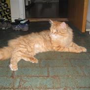 Maine Coon Lexus