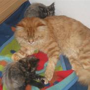 Maine Coon Lexus