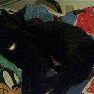 Blanding af racer Garfield <33