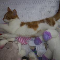 Blanding af racer Cosmo (DØD)