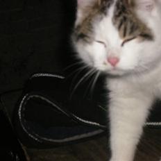 Blanding af racer buster