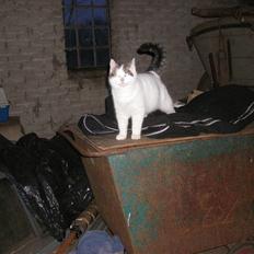 Blanding af racer buster