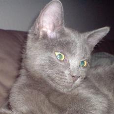 Russian Blue Zitta
