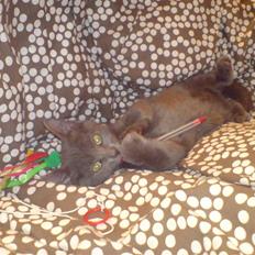 Russian Blue Zitta