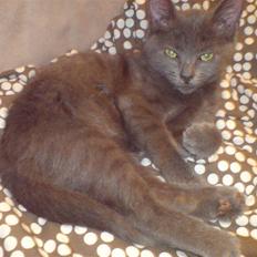 Russian Blue Zitta