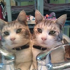 Blanding af racer luifax