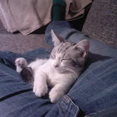 Blanding af racer luifax