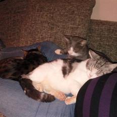 Blanding af racer luifax